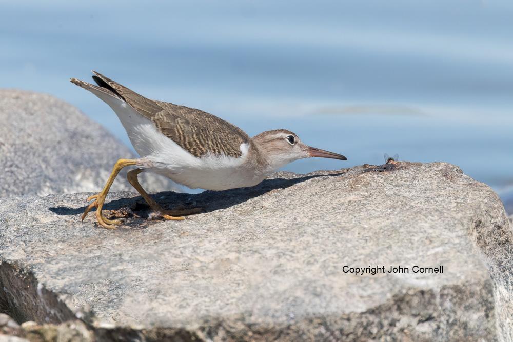 Actitis macularia;Sandpiper;Spotted Sandpiper;foraging, Actitis macularia;One;Sandpiper;Spotted Sandpiper;avifauna;bird;birds;color image;color photograph;feather;feathered;feathers;feeding;foraging;hunting;natural;nature;one animal;outdoor;outdoors;shore;water;wild;wilderness;wildlife